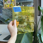 Yellow Artique Spectrum Transparent Sheet Glass Spectrum Glass 9.5x7.5in (SP-72054573)