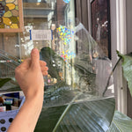 Clear Mouthblown Misc Glass – FR12