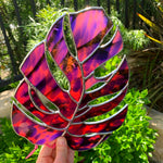 Made To Order | COGW Monstera