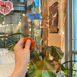 Peach Mouth Blown Fremont Sheet Glass Colorado Glassworks