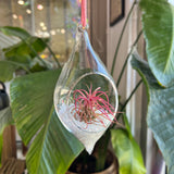 Hanging Glass Terrarium with Crushed Clear Iridescent Glass and Air Plant (s)