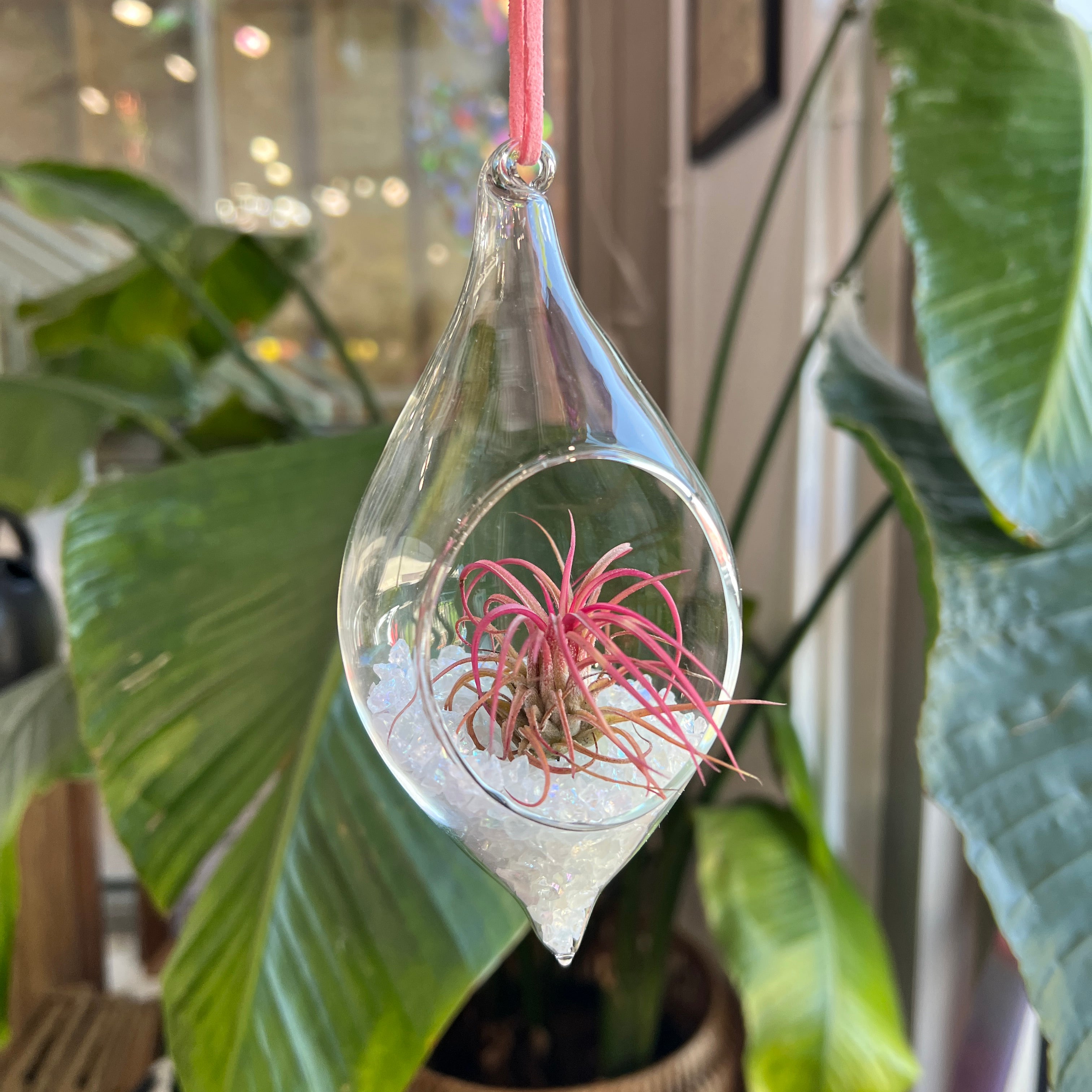 Hanging Glass Terrarium with Crushed Clear Iridescent Glass and Air Plant (s) Finished Pieces Colorado Glass Works