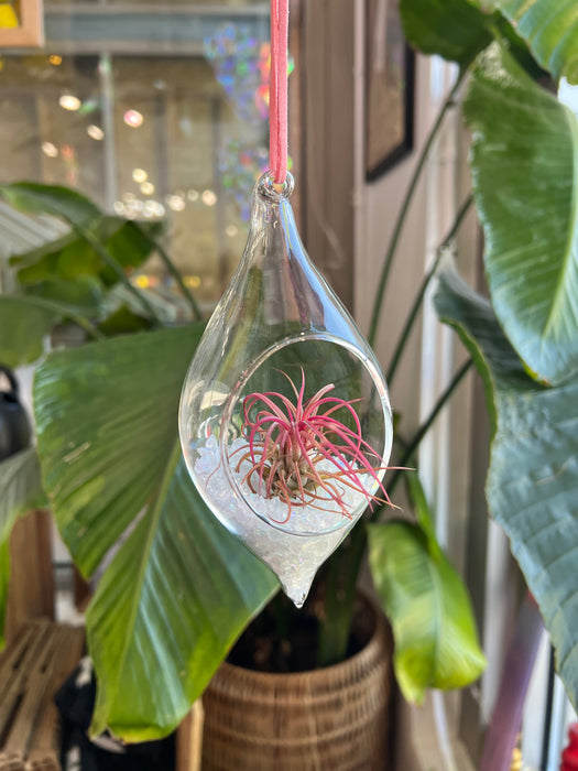 Hanging Glass Terrarium with Crushed Clear Iridescent Glass and Air Plant (s) Finished Pieces Colorado Glass Works