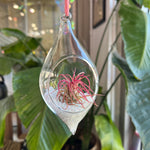 Hanging Glass Terrarium with Crushed Clear Iridescent Glass and Air Plant (s)
