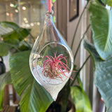 Hanging Glass Terrarium with Crushed Clear Iridescent Glass and Air Plant (s)