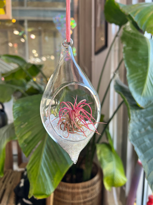 Hanging Glass Terrarium with Crushed Clear Iridescent Glass and Air Plant (s) Finished Pieces Colorado Glass Works