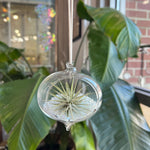 Hanging Glass Terrarium with Crushed Clear Iridescent Glass and Air Plant (s)