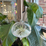 Hanging Glass Terrarium with Crushed Clear Iridescent Glass and Air Plant (s)