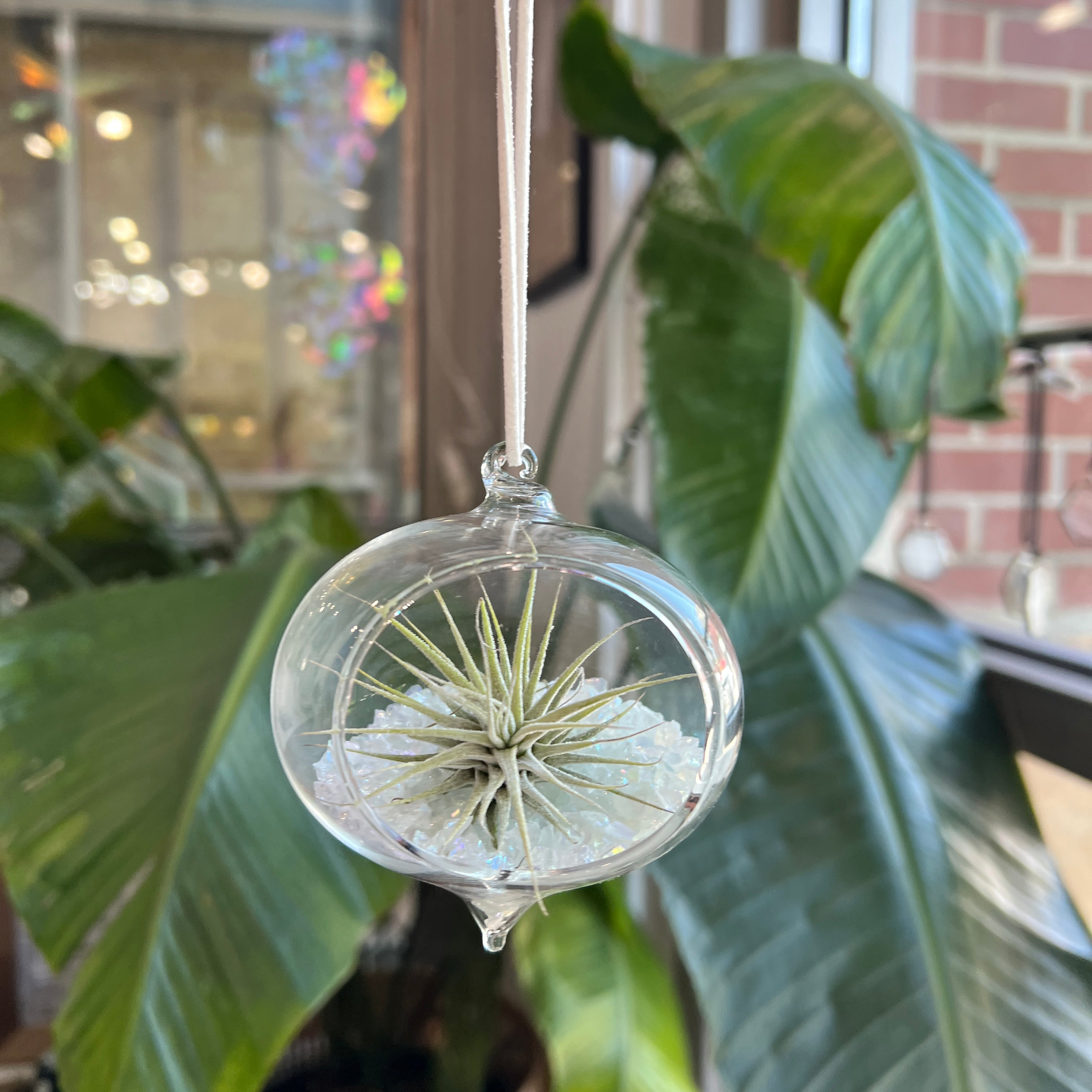 Hanging Glass Terrarium with Crushed Clear Iridescent Glass and Air Plant (s) Finished Pieces Colorado Glass Works
