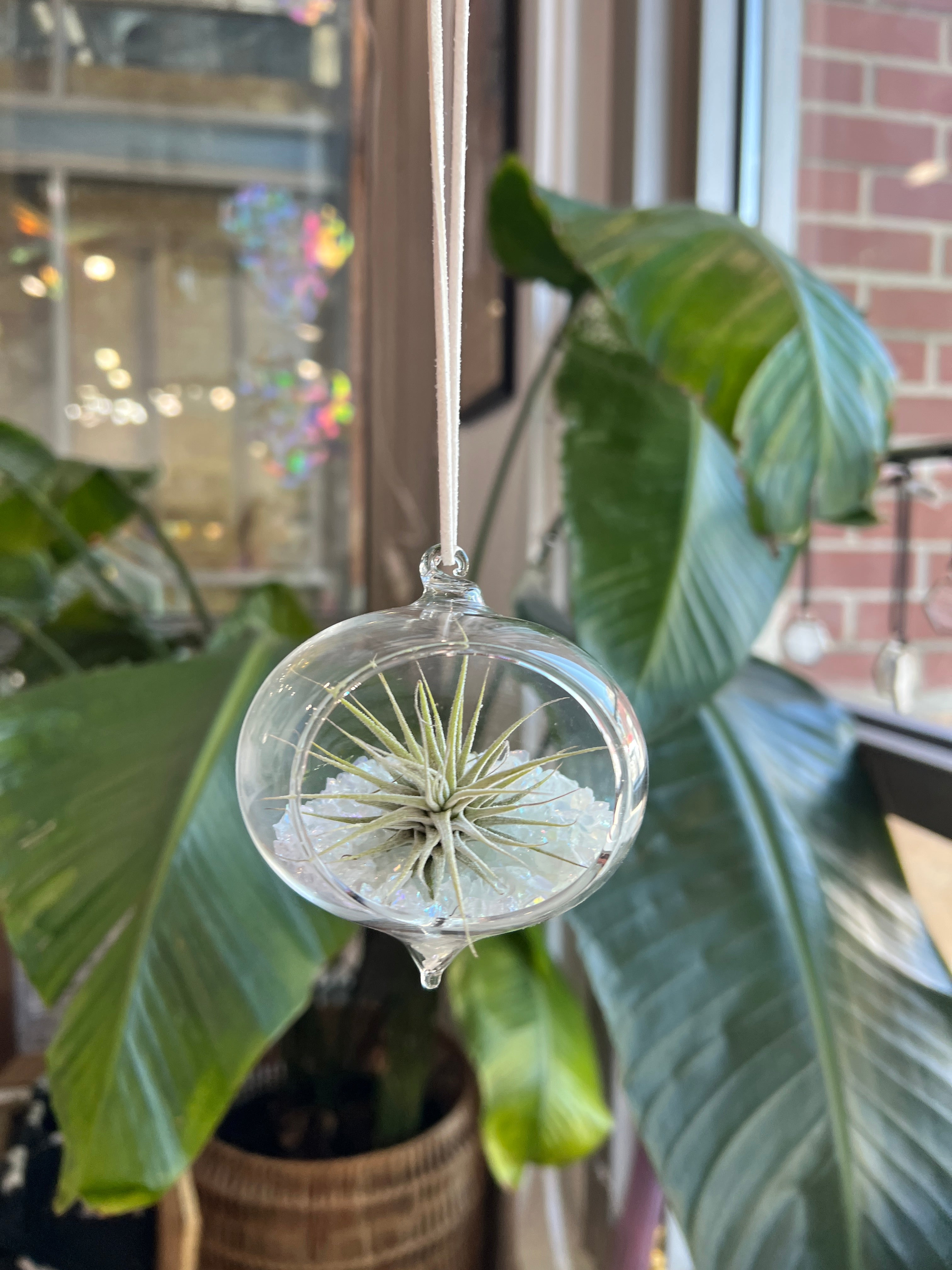 Hanging Glass Terrarium with Crushed Clear Iridescent Glass and Air Plant (s) Finished Pieces Colorado Glass Works