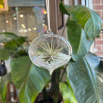 Hanging Glass Terrarium with Crushed Clear Iridescent Glass and Air Plant (s)