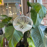 Hanging Glass Terrarium with Crushed Clear Iridescent Glass and Air Plant (s)