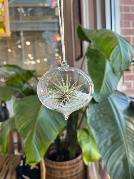 Hanging Glass Terrarium with Crushed Clear Iridescent Glass and Air Plant (s) Finished Pieces Colorado Glass Works