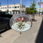 Hanging Glass Terrarium with Crushed Clear Iridescent Glass and Air Plant (s)