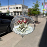Hanging Glass Terrarium with Crushed Clear Iridescent Glass and Air Plant (s)