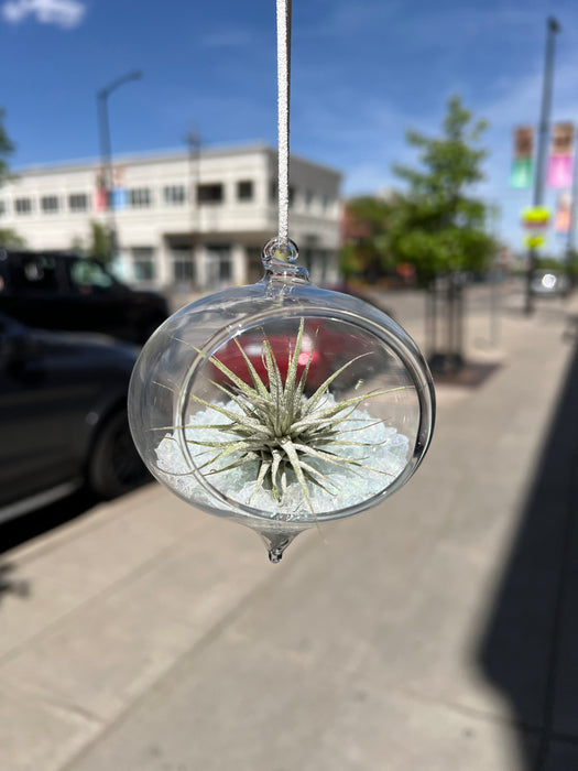 Hanging Glass Terrarium with Crushed Clear Iridescent Glass and Air Plant (s) Finished Pieces Colorado Glass Works