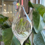 Hanging Glass Terrarium with Crushed Clear Iridescent Glass and Air Plant (s)
