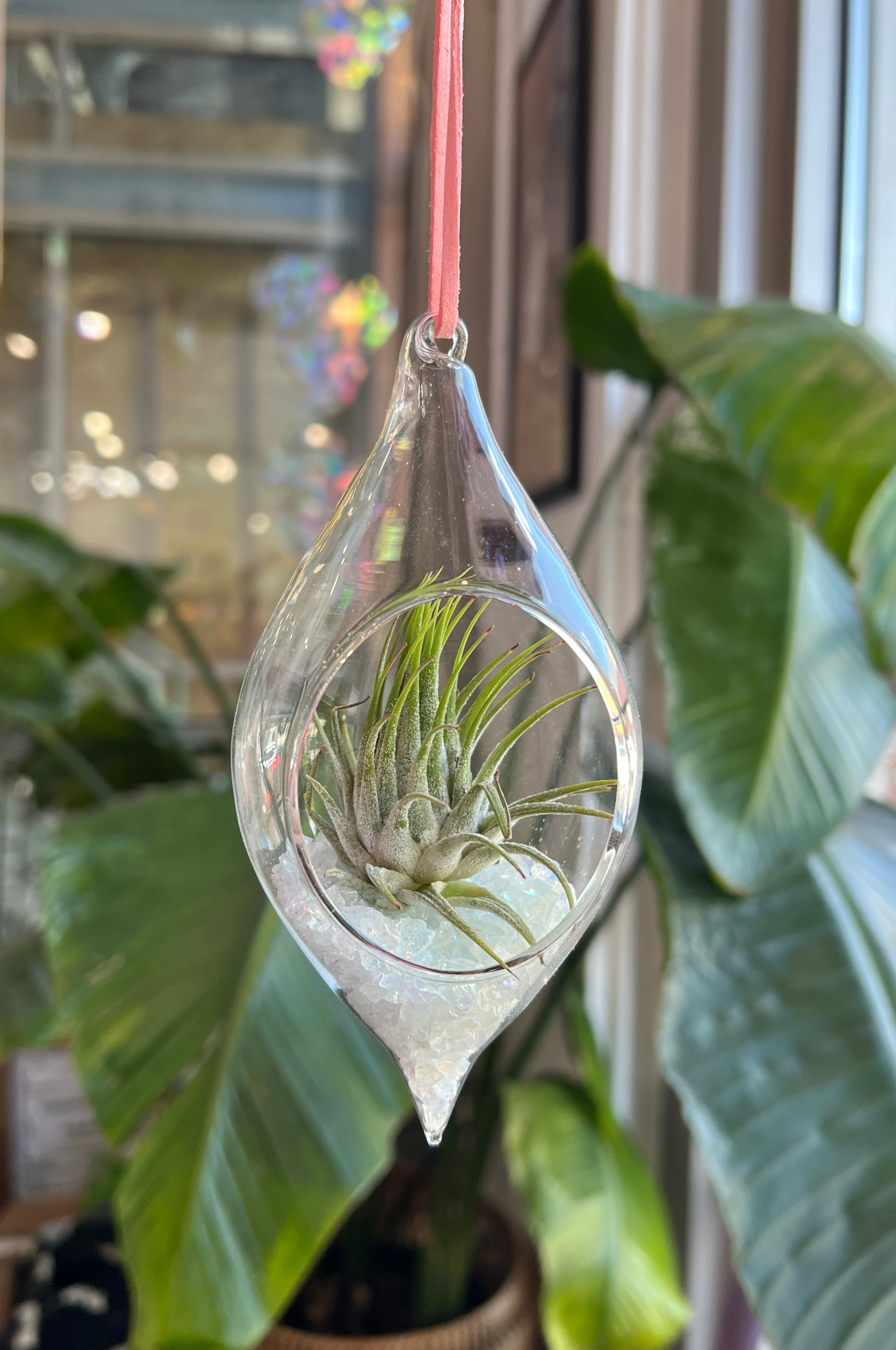 Hanging Glass Terrarium with Crushed Clear Iridescent Glass and Air Plant (s) Finished Pieces Colorado Glass Works Tear Drop