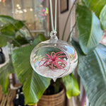 Hanging Glass Terrarium with Crushed Clear Iridescent Glass and Air Plant (s)