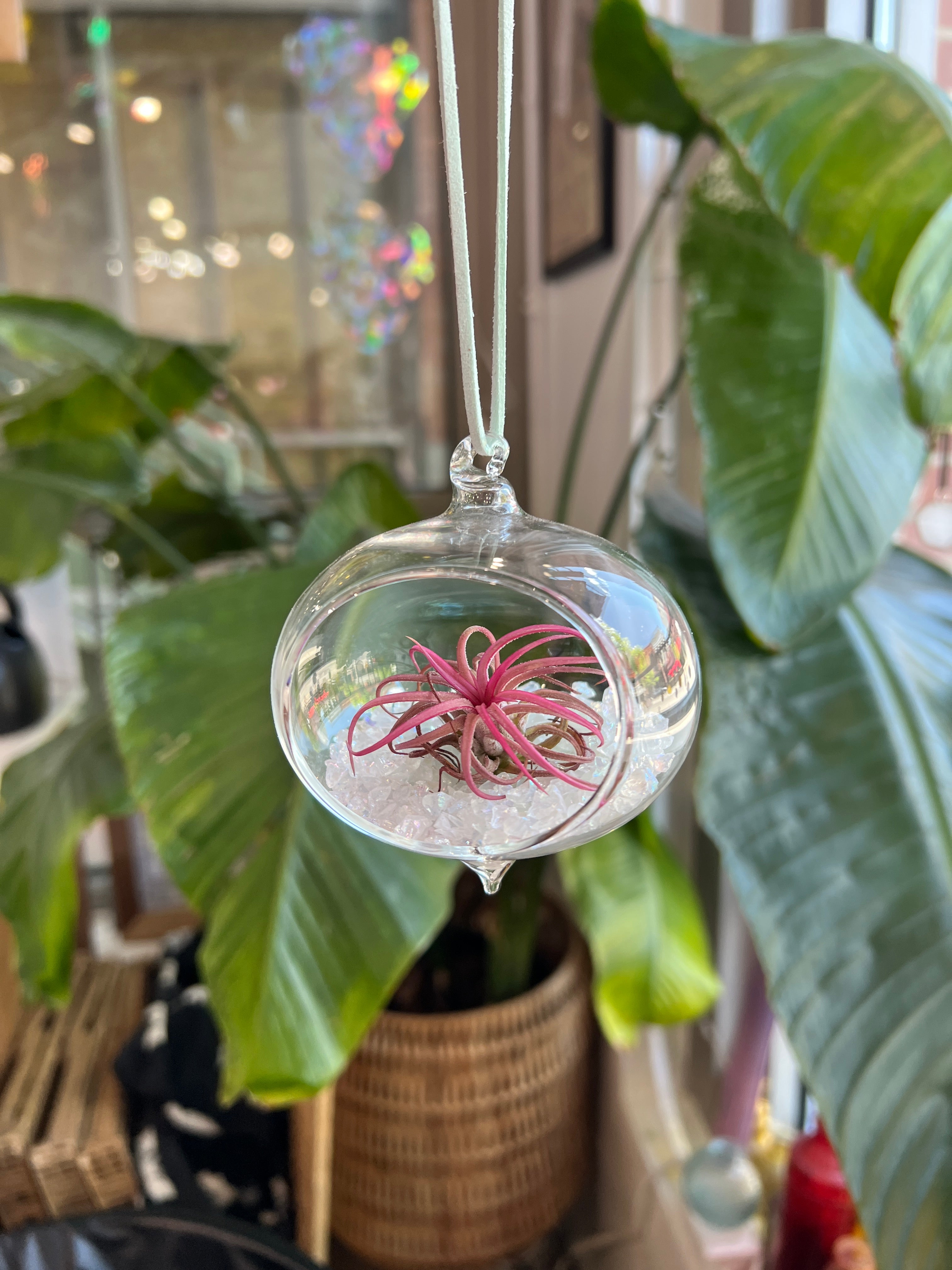 Hanging Glass Terrarium with Crushed Clear Iridescent Glass and Air Plant (s) Finished Pieces Colorado Glass Works Globe