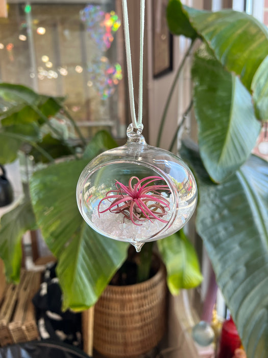 Hanging Glass Terrarium with Crushed Clear Iridescent Glass and Air Plant (s) Finished Pieces Colorado Glass Works Globe