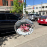 Hanging Glass Terrarium with Crushed Clear Iridescent Glass and Air Plant (s)