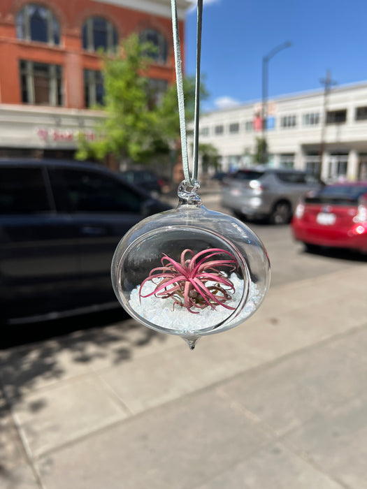 Hanging Glass Terrarium with Crushed Clear Iridescent Glass and Air Plant (s) Finished Pieces Colorado Glass Works