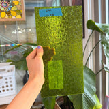 Pear/Lime Green Florentine Wissmach (WI 1146 FLOR) Sheet Glass Wissmach Glass