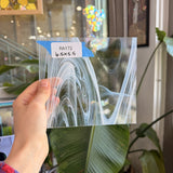 White Clear Wispy Baroque Spectrum Sheet Glass Spectrum Glass RA172 (6.5x5.5in)