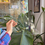 Clear Seedy Import Transparent