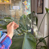 Clear Seedy Import Transparent