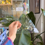 Clear Import Baroque Transparent