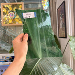 Dark Green Wispy Spectrum Sheet Glass