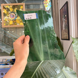Dark Green Wispy Spectrum Sheet Glass