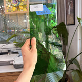Vintage Green GNA Sheet Glass Colorado Glassworks Default Title