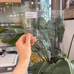 Clear Transparent Glass