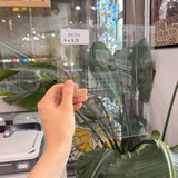 Clear Transparent Glass
