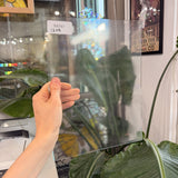 Transparent Clear Lightly Textured