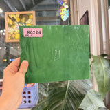 Vintage Opal AC Fischer Forest Green Sheet Glass