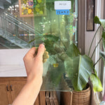 Light Green Gradient on Clear Lamberts Flash Glass Sheet Glass Lamberts Glass 12x4.5in (LA-73354541)