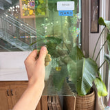 Light Green Gradient on Clear Lamberts Flash Glass Sheet Glass Lamberts Glass 12x4.5in (LA-73354541)