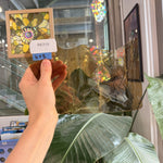Light Yellow Flash Glass on Clear Mouth Blown Sheet Glass