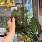 Olive Green Krosnos Sheet Glass Colorado Glassworks 7x8.5in (KR-66490925)
