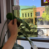 Olive Green Krosnos Sheet Glass Colorado Glassworks