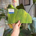 Green Yellow Youghiogheny – RK710