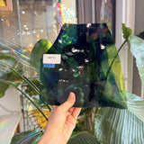 Dark Blue Green Wispy Lamberts – RK711
