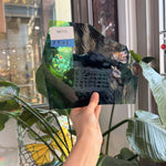 Dark Blue Green Wispy Lamberts – RK712