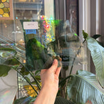 Green Blue Rainbow Mouthblown Lamberts – RK714