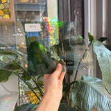 Green Blue Rainbow Mouthblown Lamberts – RK714