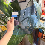 Light Blue Spectrum Waterglass – RK726